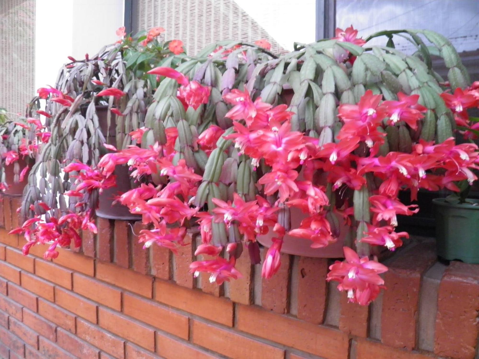 Hosteria Suyana 산살바도르 드 쥬쥬이 외부 사진